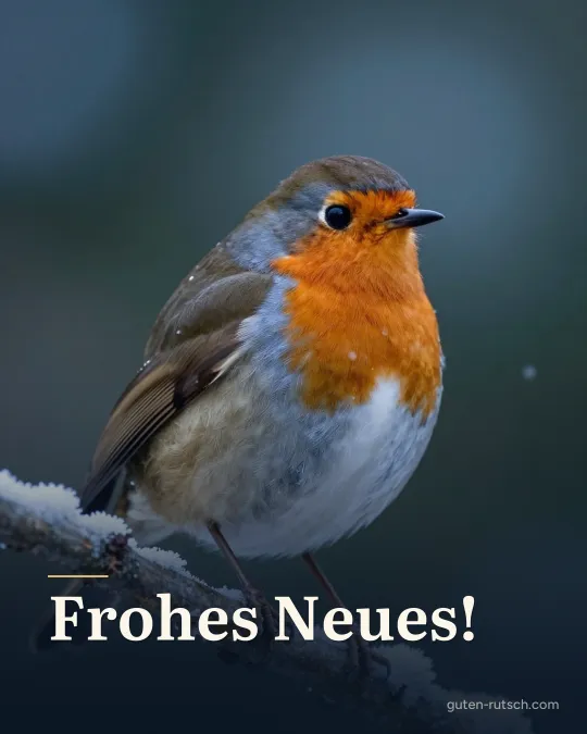 Rotkehlchen auf einem verschneiten Zweig, darauf der Gruß „Frohes Neues!“