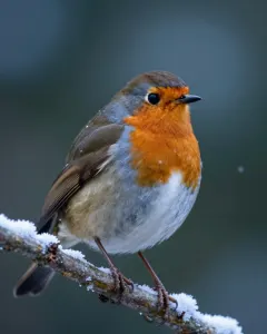 Rotkehlchen auf einem verschneiten Zweig